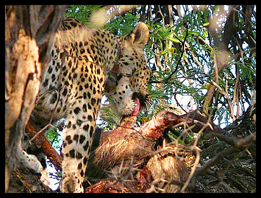 leopard